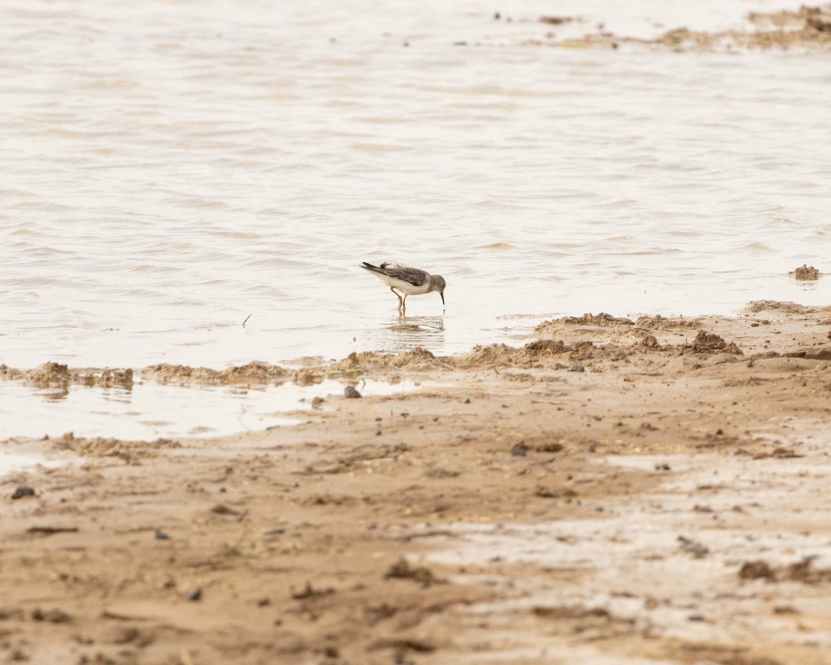 Темминкийн элсэг - ML646646565