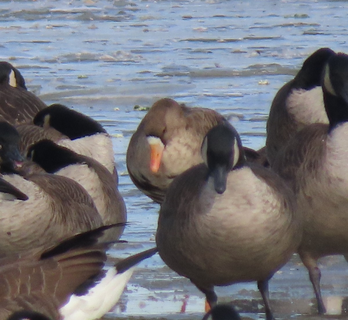 Greater White-fronted Goose - ML646646566