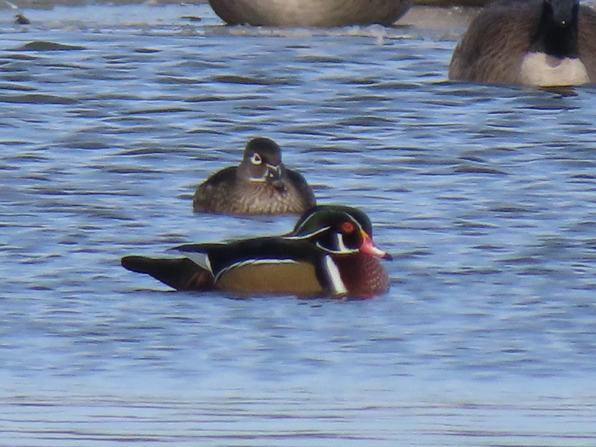Wood Duck - ML646646567