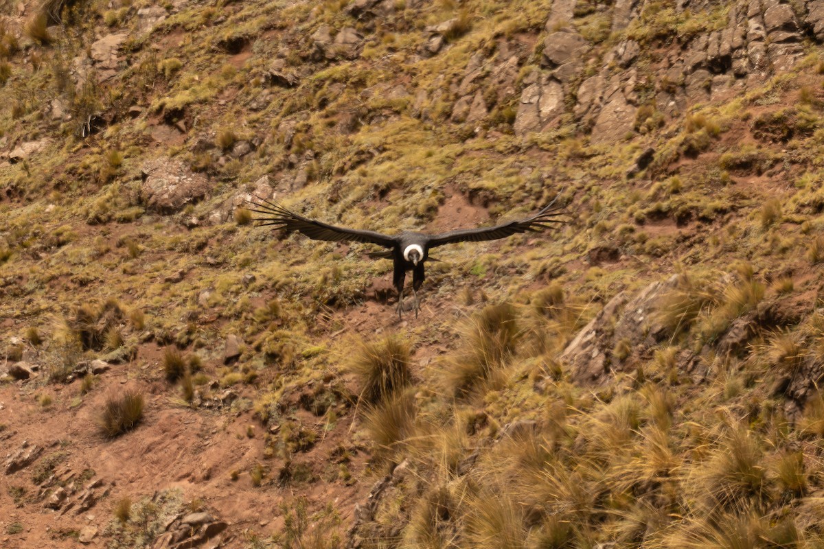 Andean Condor - ML646646569