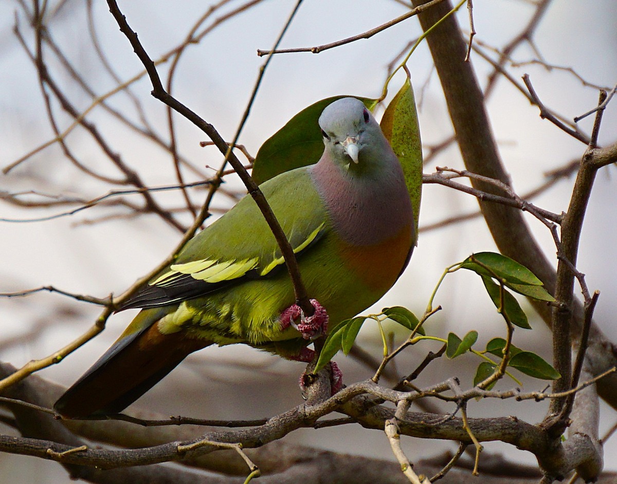 Pink-necked Green-Pigeon - ML646646573