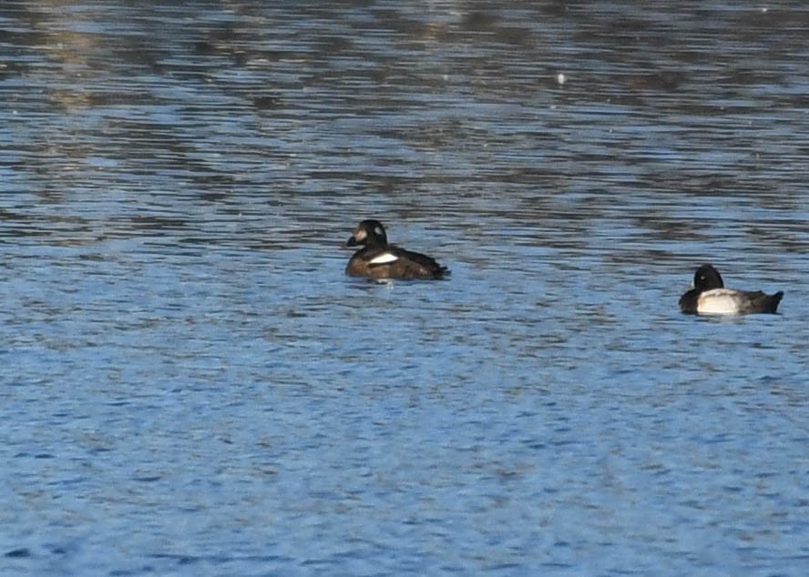 White-winged Scoter - ML646646575