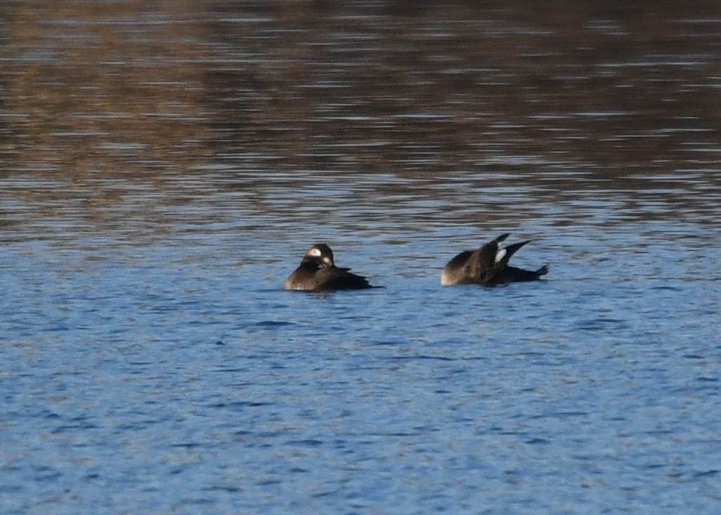 White-winged Scoter - ML646646576