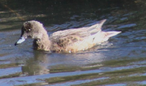 Ahate txistulari amerikarra - ML646646577