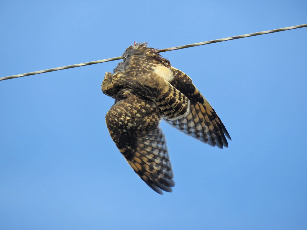 Short-eared Owl - ML646646578