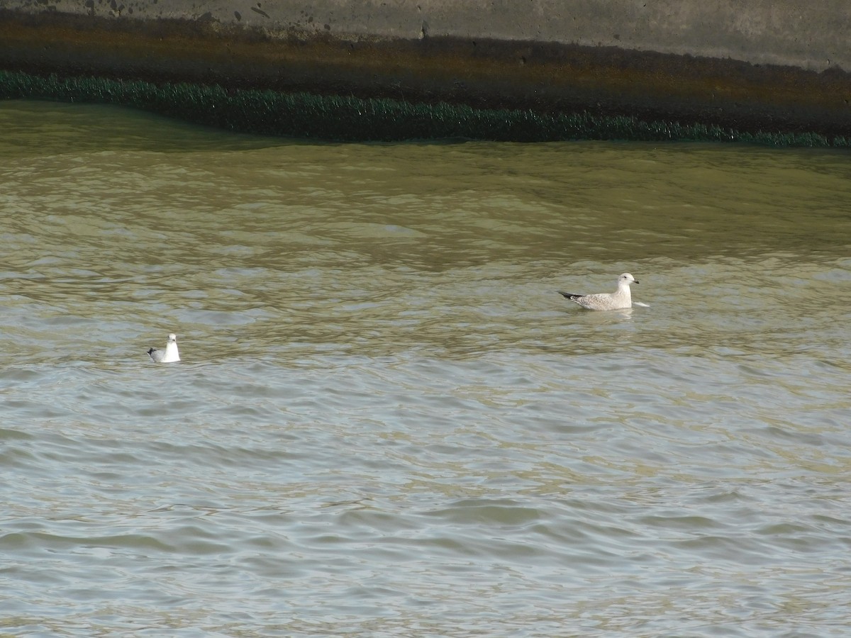 American Herring Gull - ML646646581