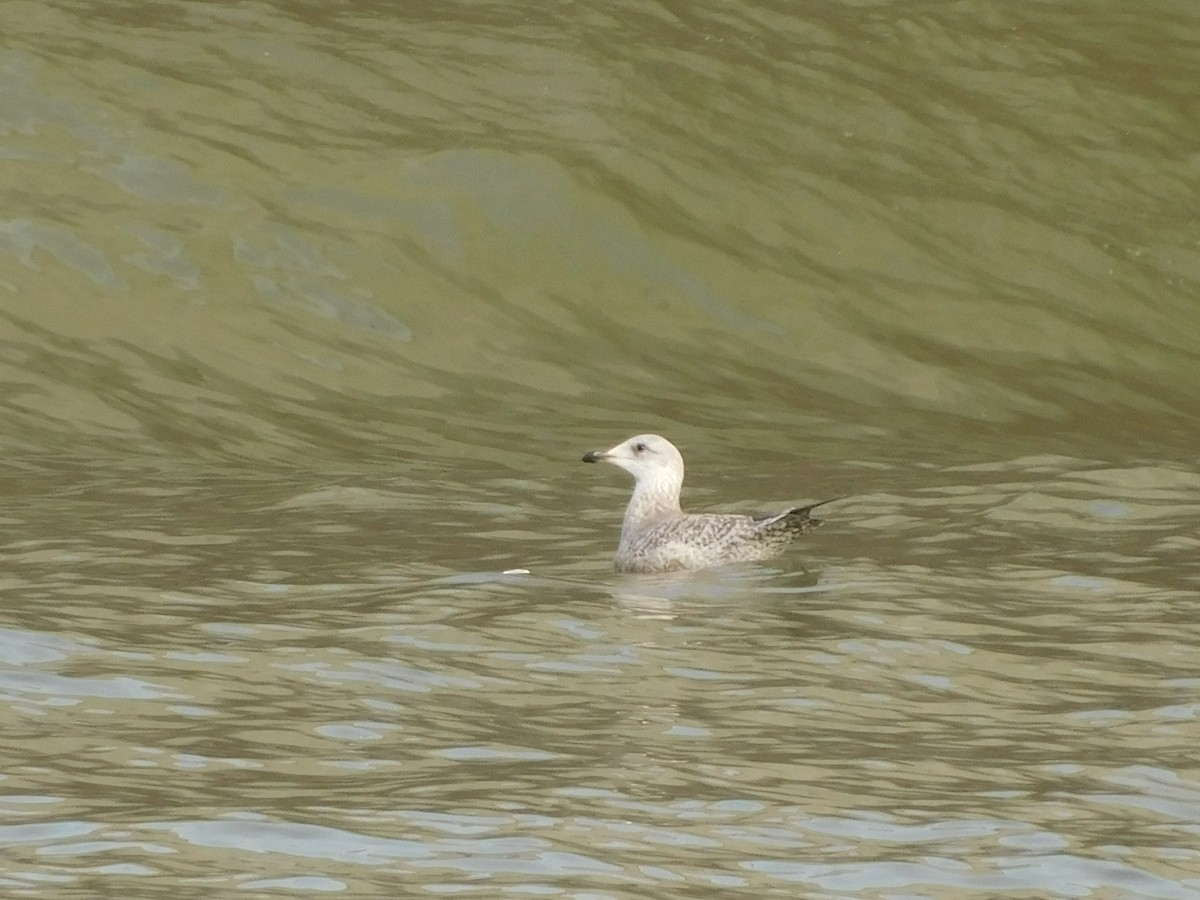 American Herring Gull - ML646646582