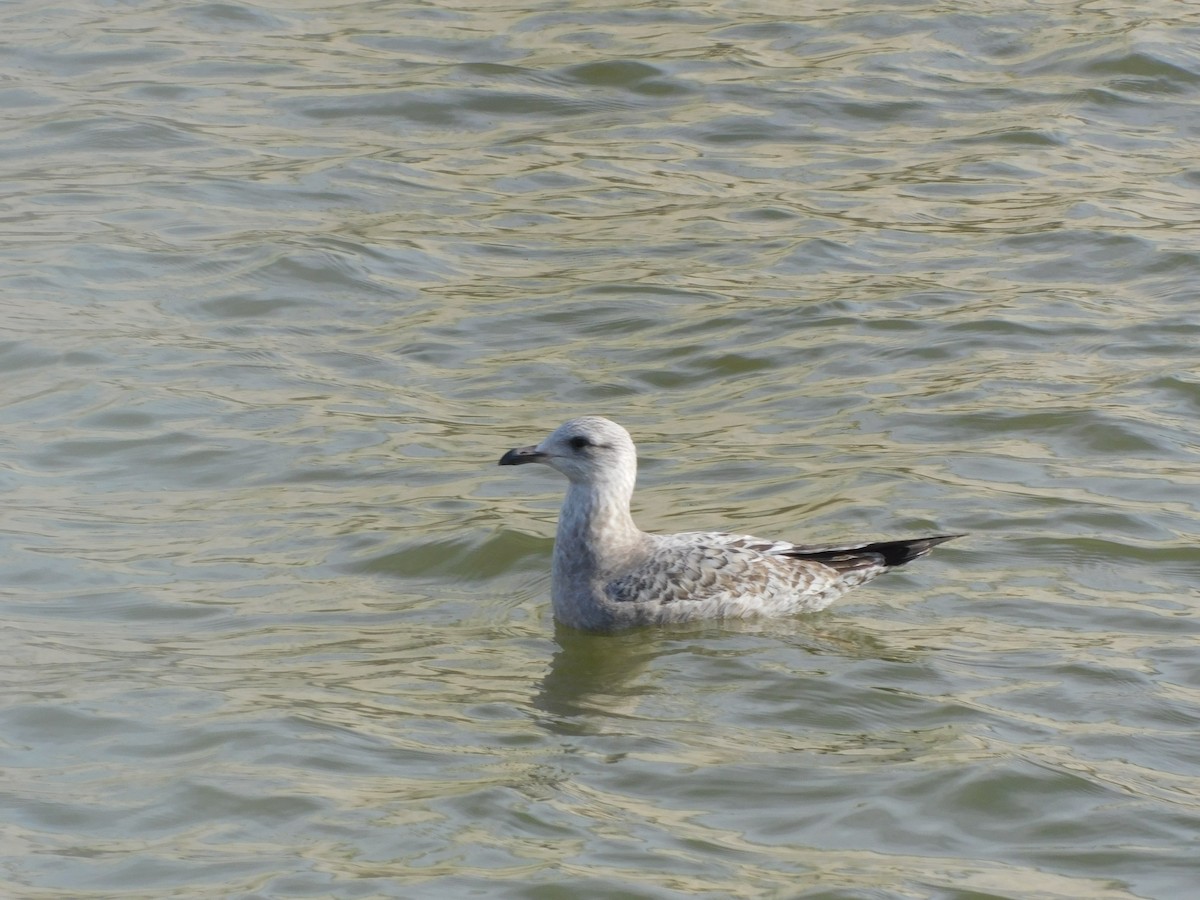 American Herring Gull - ML646646583
