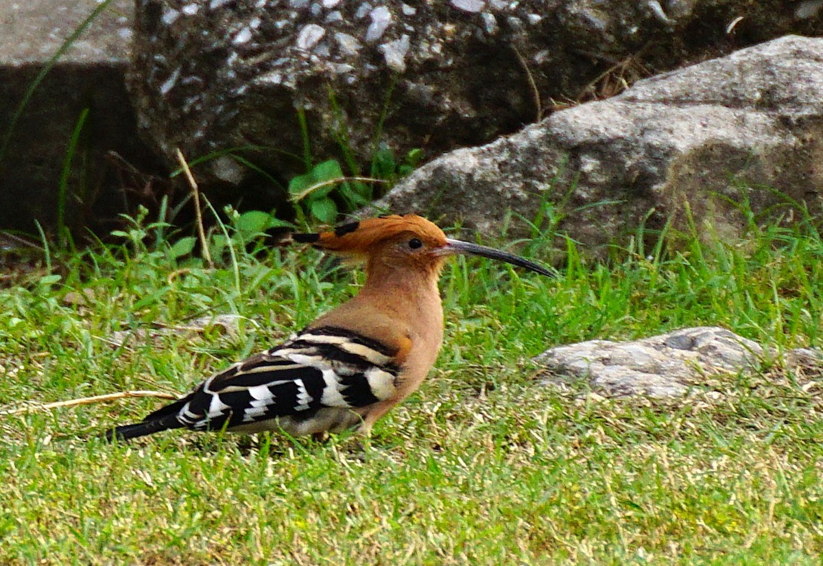 דוכיפת - ML646646584