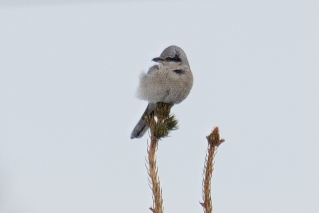 オオモズ - ML646646585