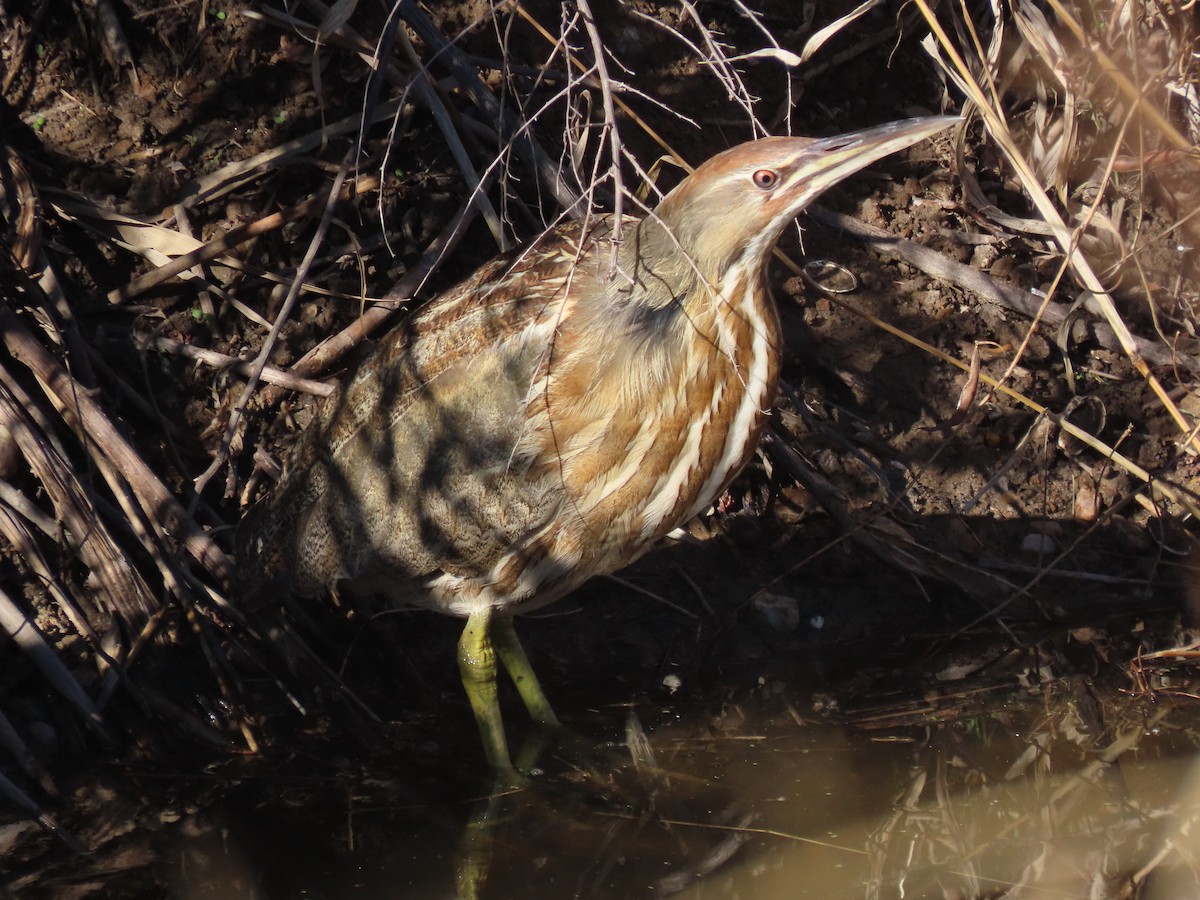 American Bittern - ML646646587