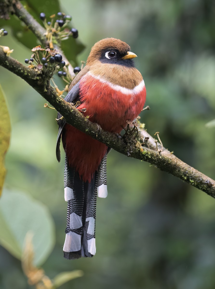 Masked Trogon - ML646646590