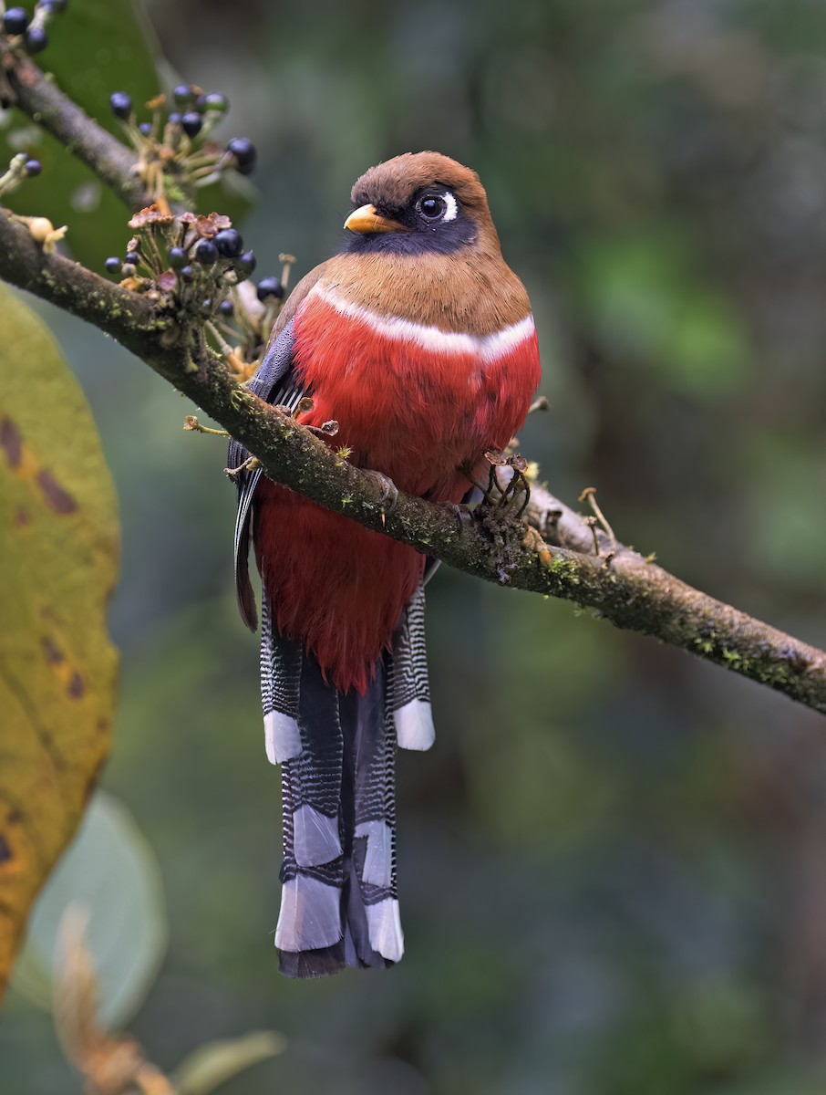Masked Trogon - ML646646591