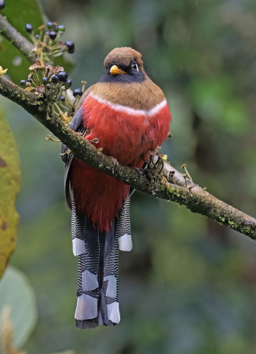 Masked Trogon - ML646646592