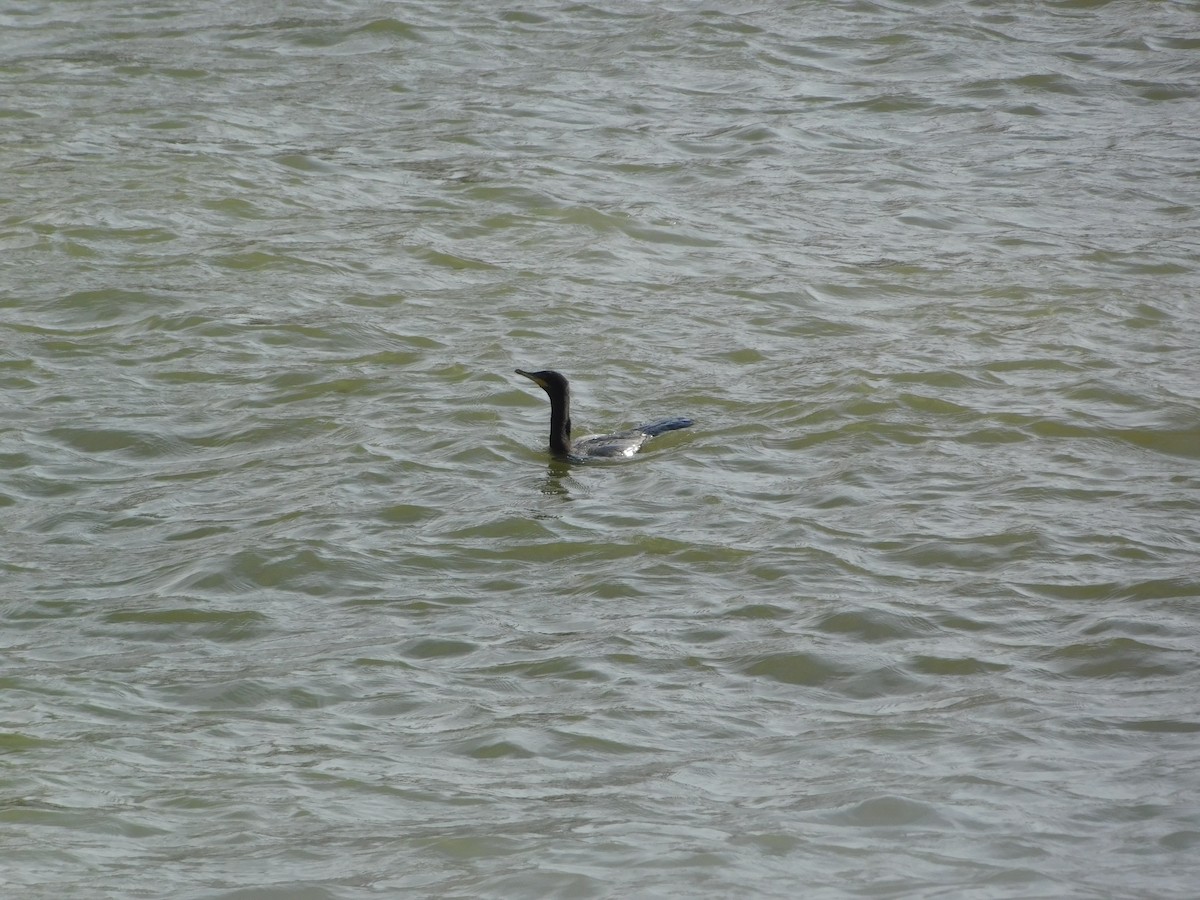 Neotropic Cormorant - ML646646594