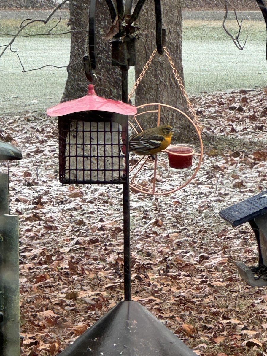 Baltimore Oriole - ML646646601