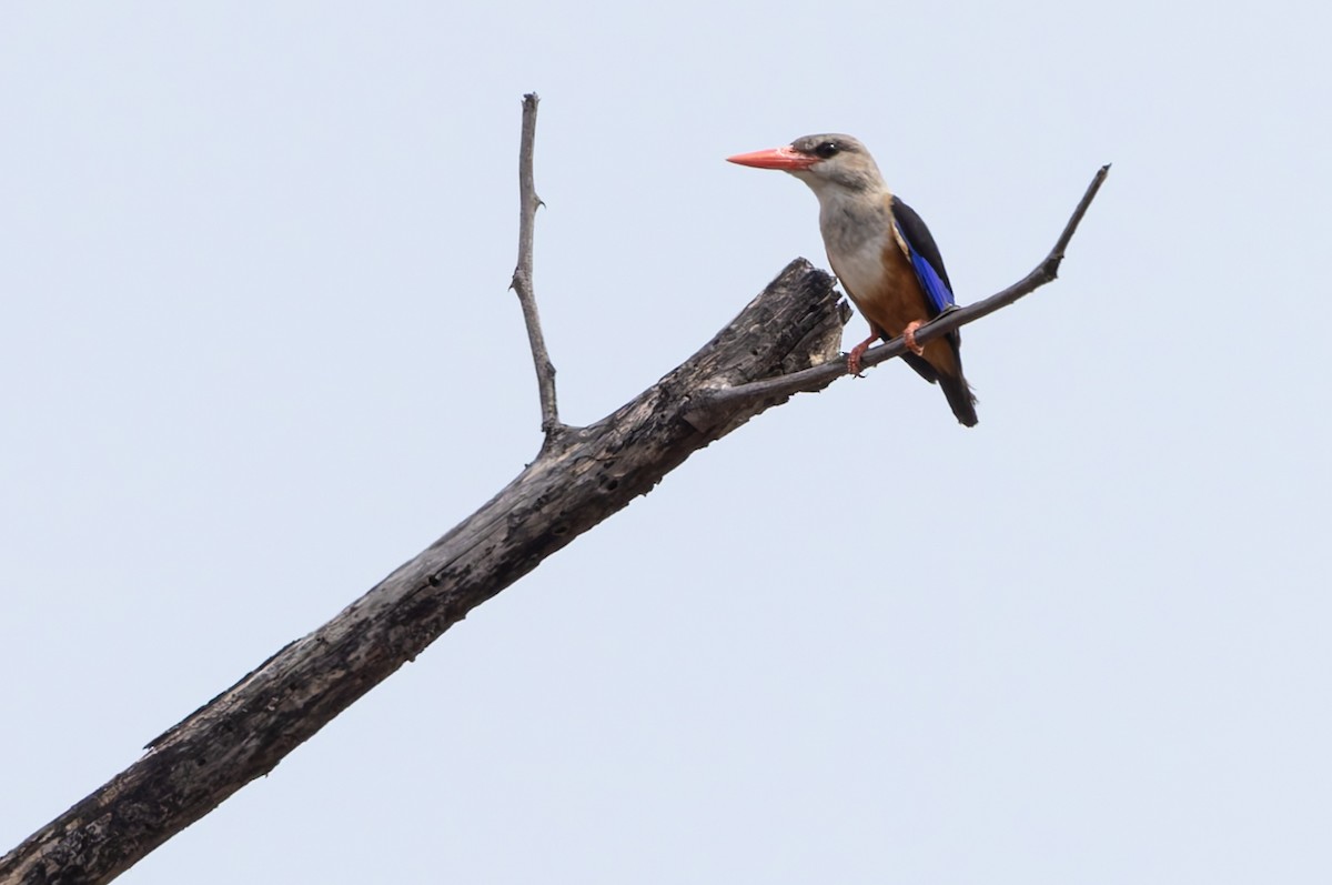 gråhodeisfugl - ML646646603