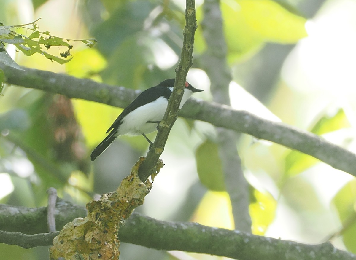 Black-throated Wattle-eye - ML646646605