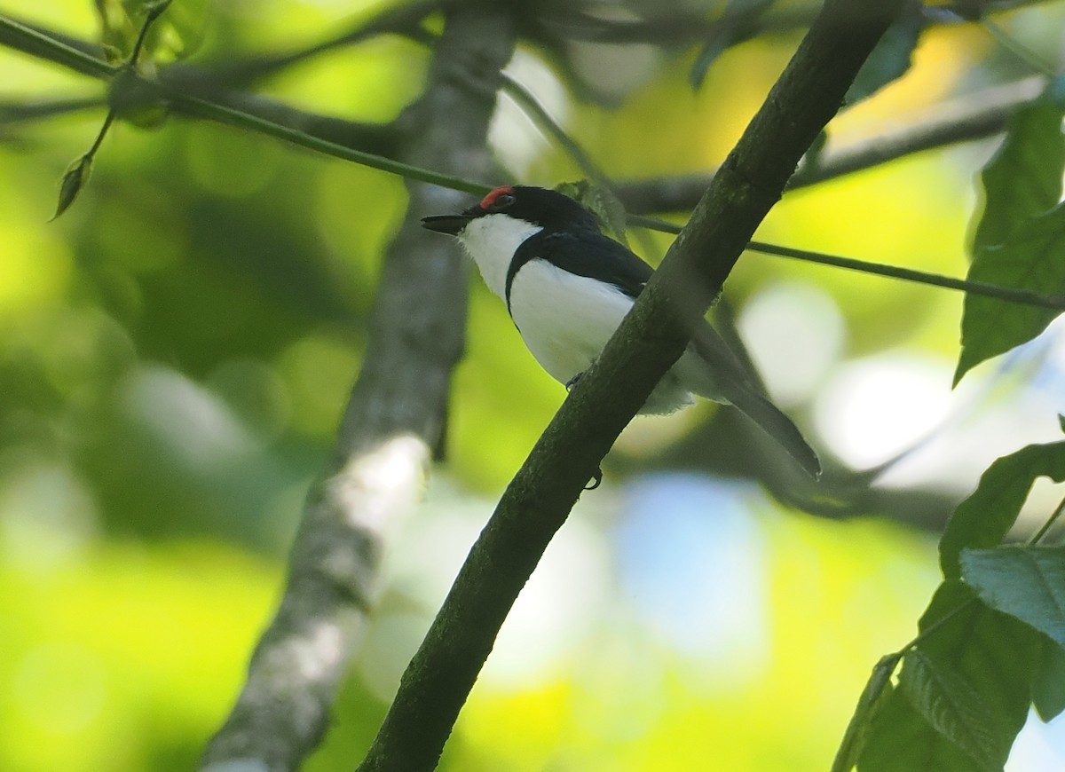 Black-throated Wattle-eye - ML646646606