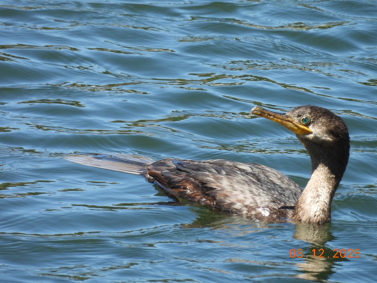 Cormoran vigua - ML646646607