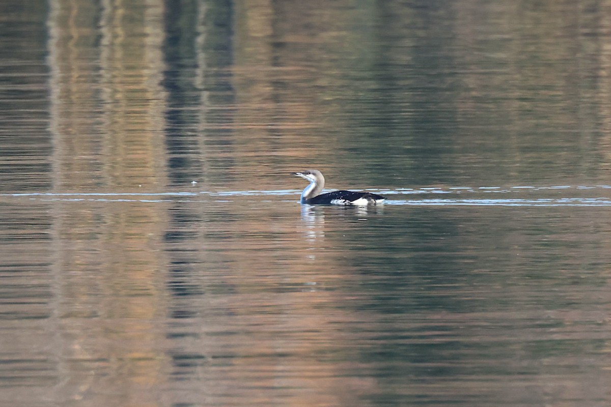 Arctic Loon - ML646646621