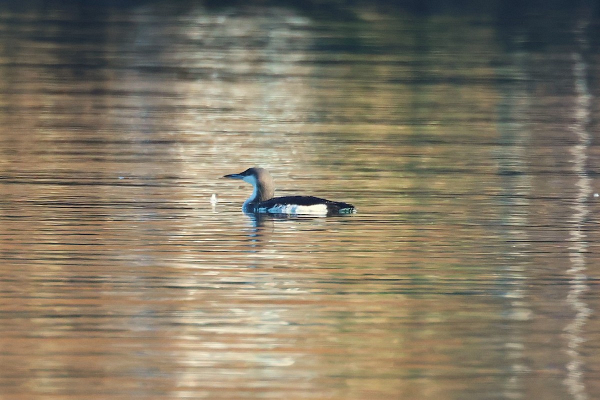 Arctic Loon - ML646646622