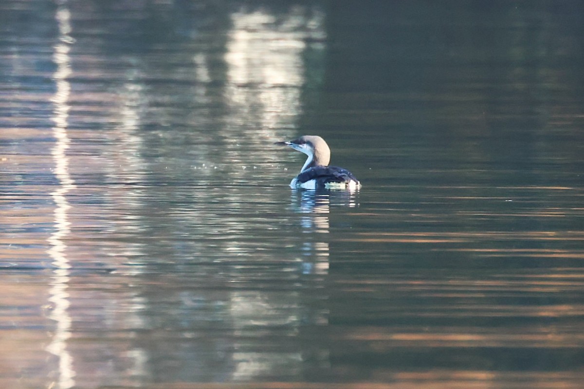 Arctic Loon - ML646646623
