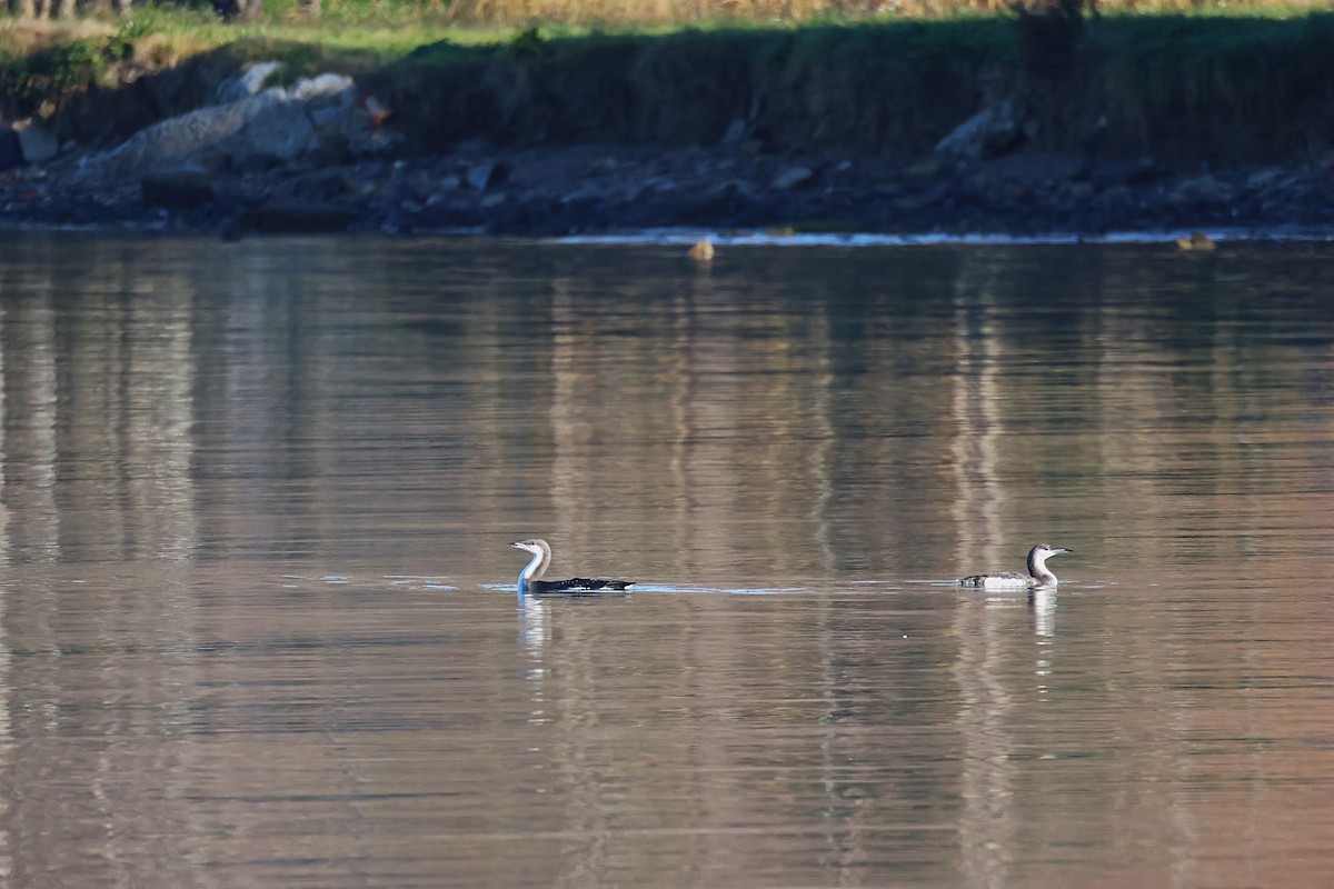 Arctic Loon - ML646646624