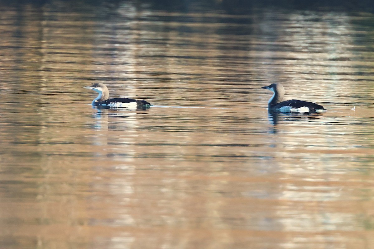 Arctic Loon - ML646646625