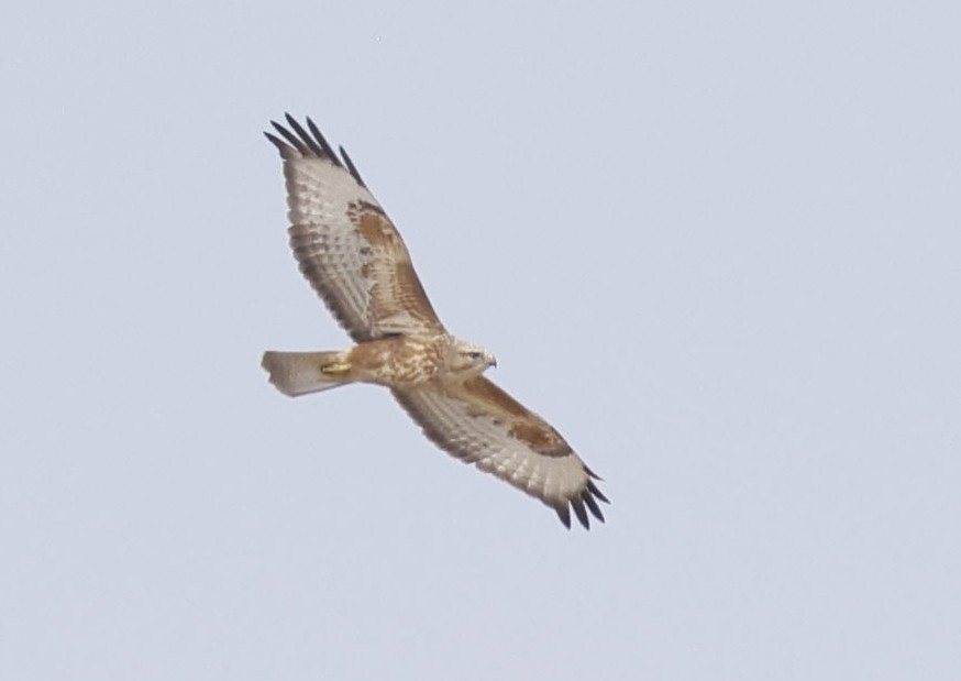 musvåk - ML646646627