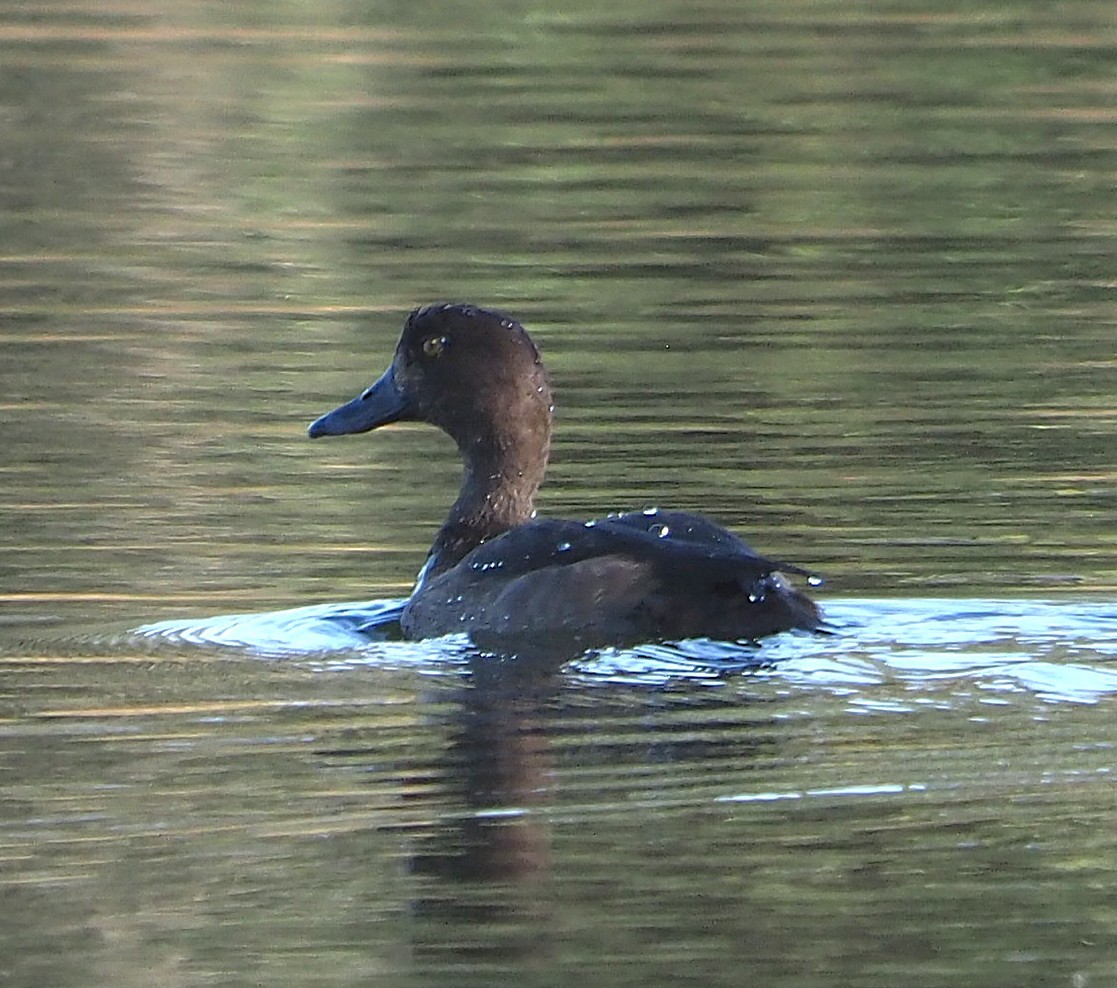 Moretta - ML646646628