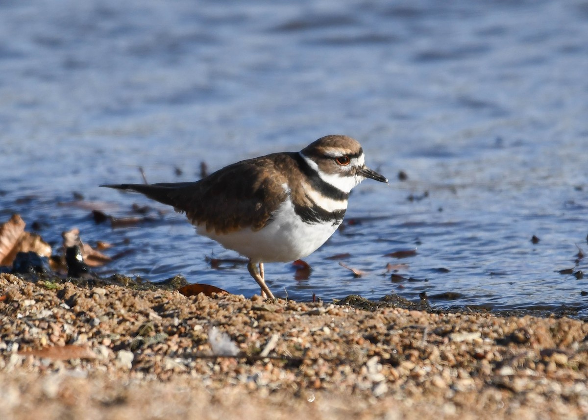 Killdeer - ML646646629