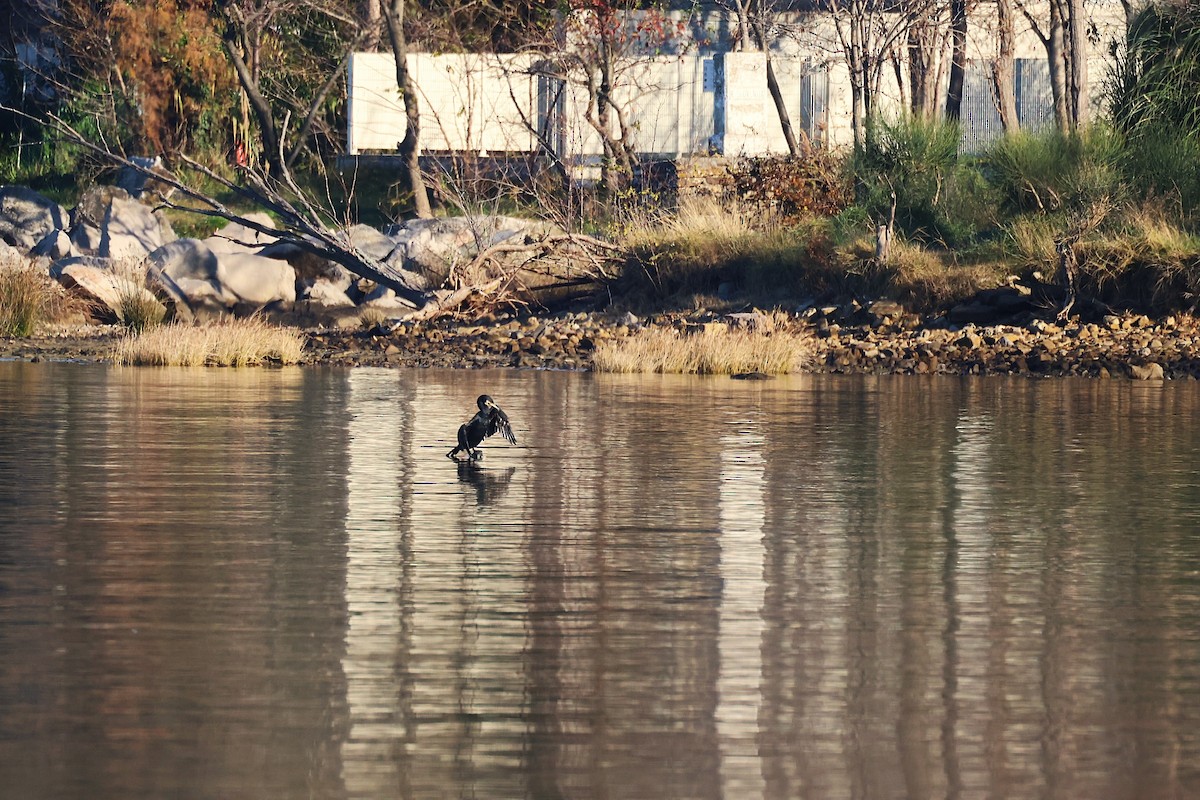 Great Cormorant - ML646646632