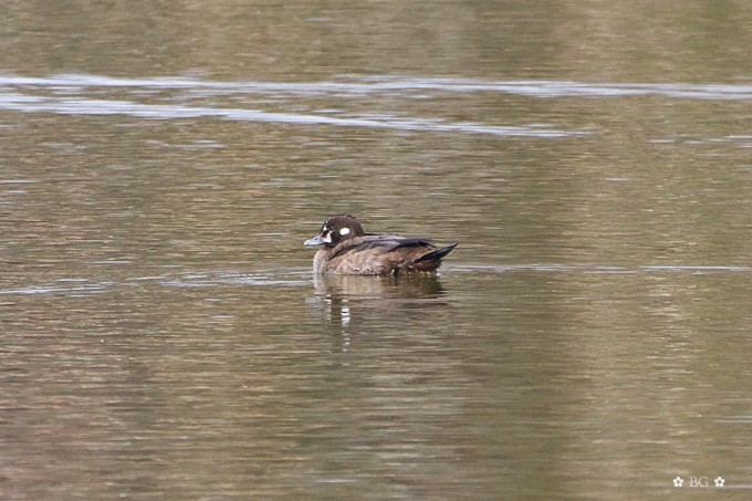 Palyaço Ördeği - ML646646633