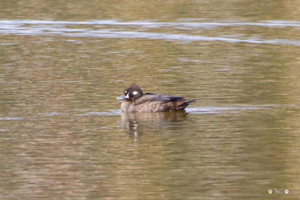 Palyaço Ördeği - ML646646634