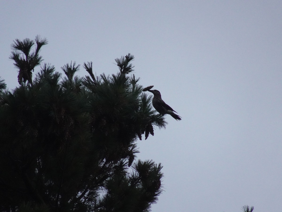 Northern Nutcracker - ML646646637