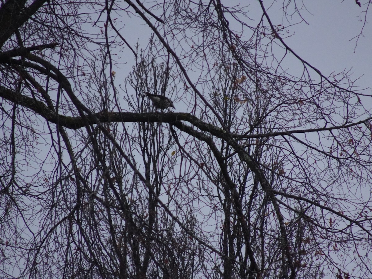 Northern Nutcracker - ML646646638