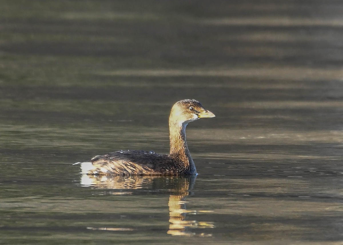 Pied-billed Grebe - ML646646639