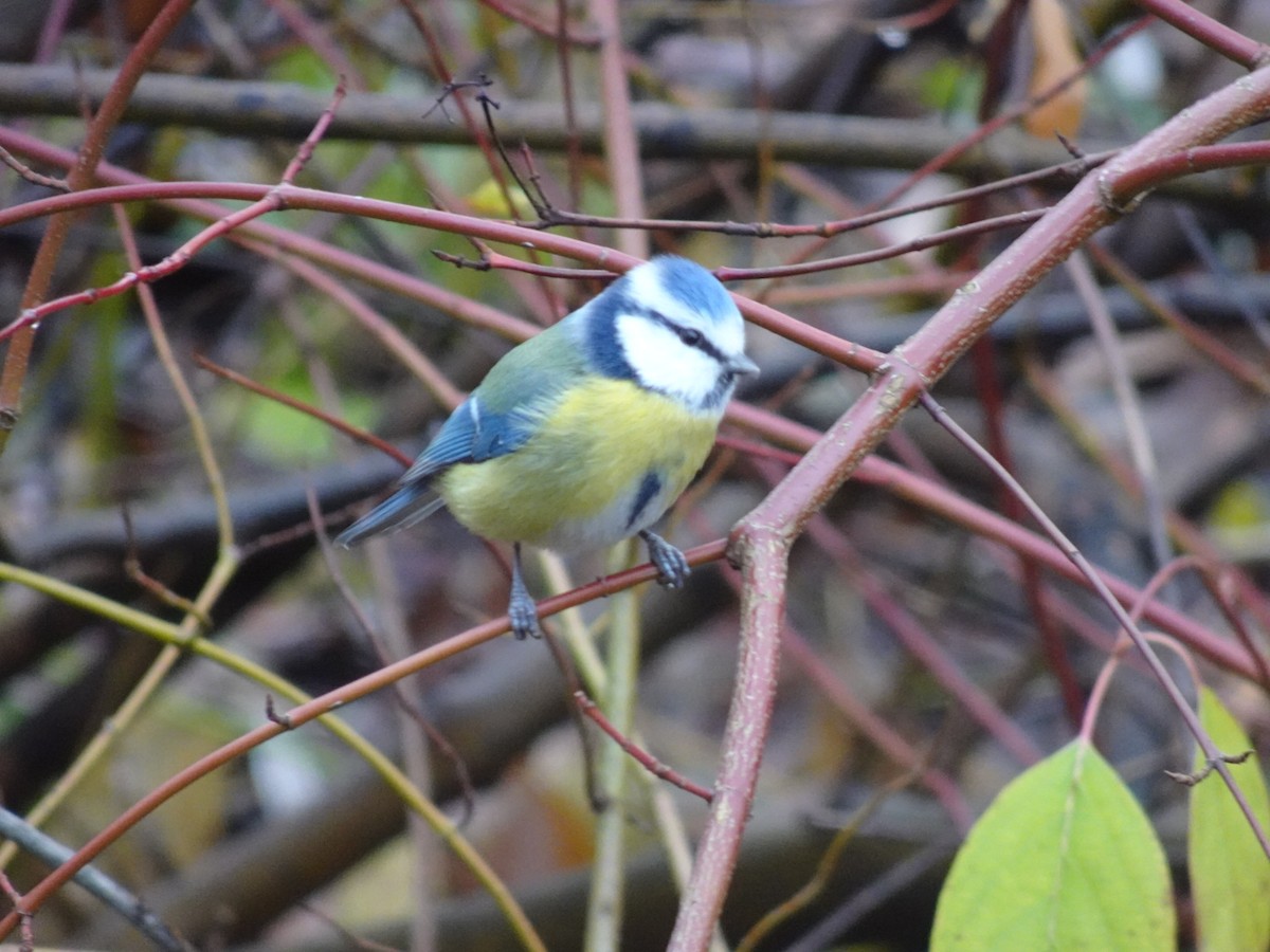 Eurasian Blue Tit - ML646646640