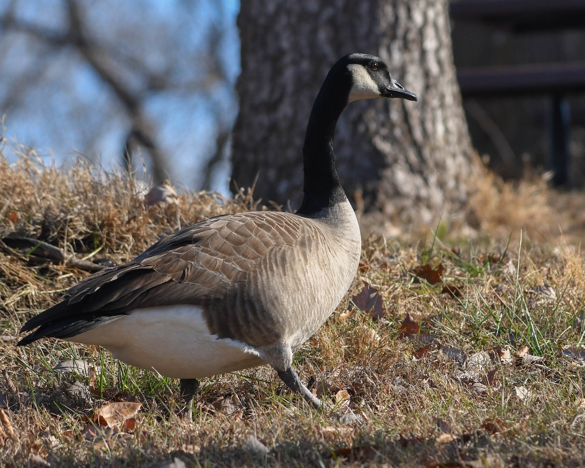 Canada Goose - ML646646641