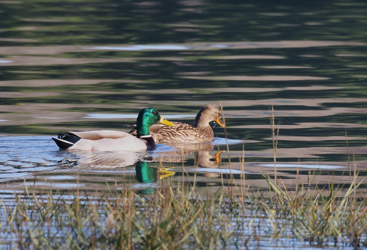 Mallard - ML646646642