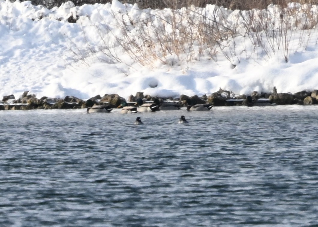 Bufflehead - ML646646643