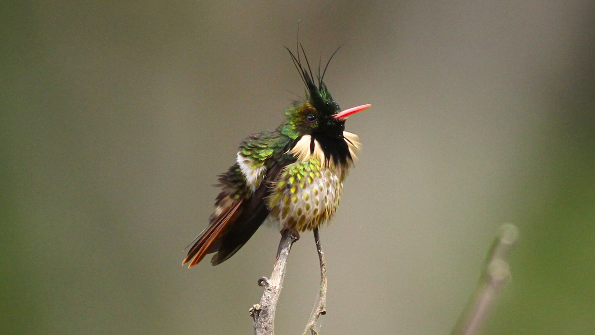 Black-crested Coquette - ML646646644