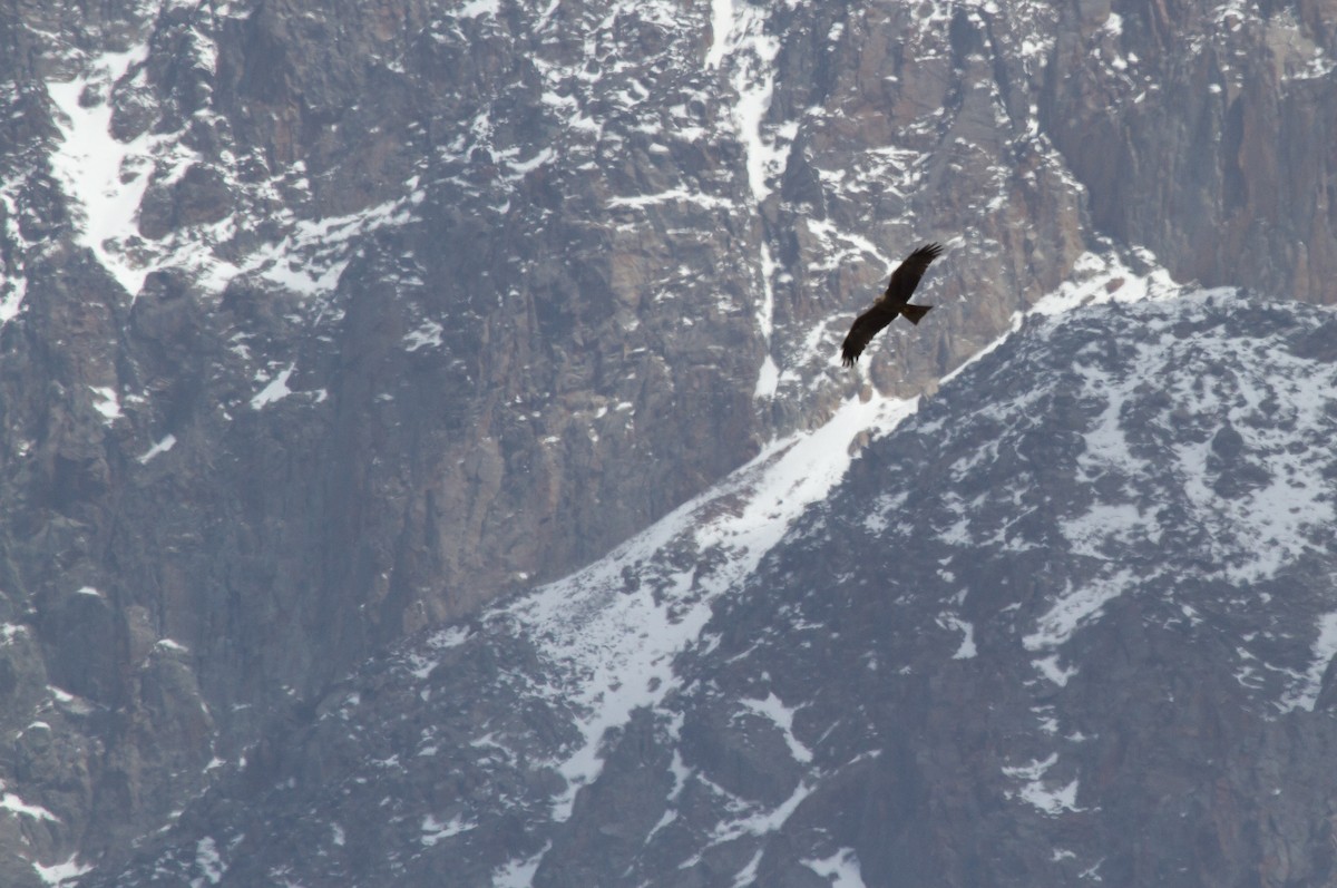 Milano Negro - ML646646646