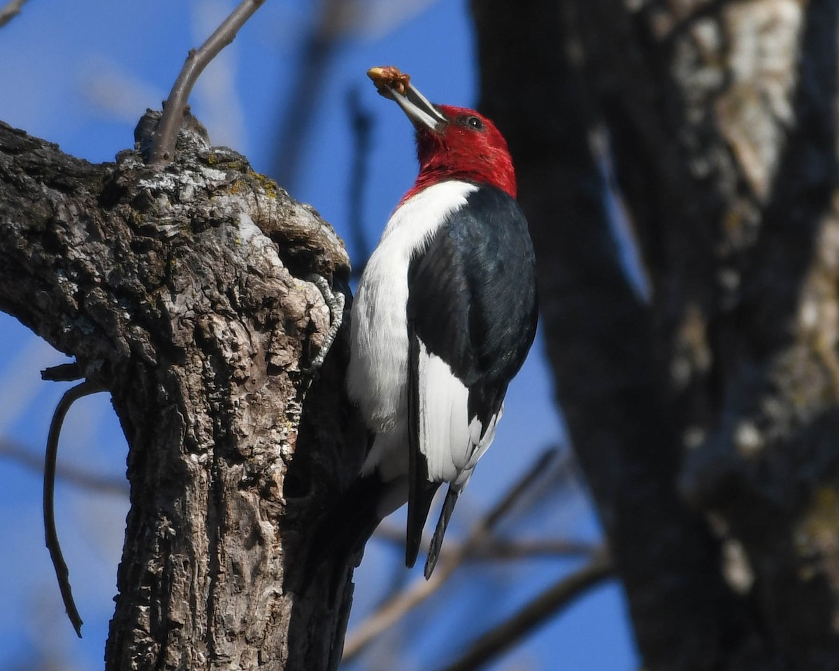 Red-headed Woodpecker - ML646646647