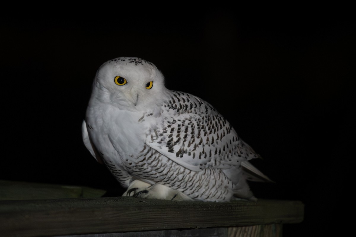 Snowy Owl - ML646646648