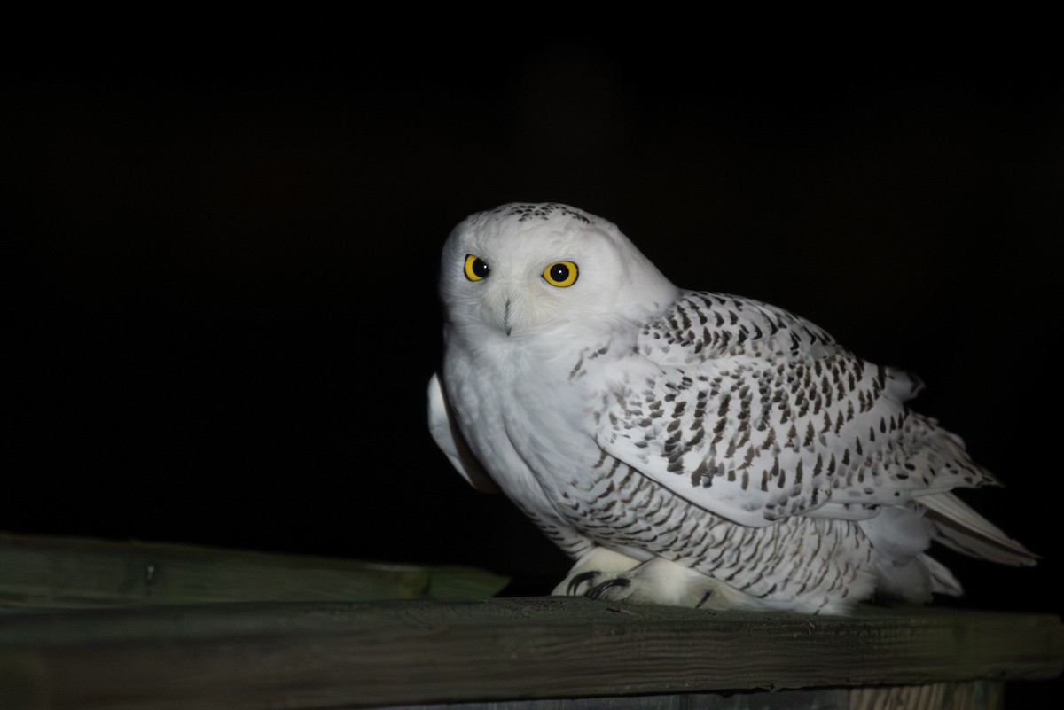 Snowy Owl - ML646646649