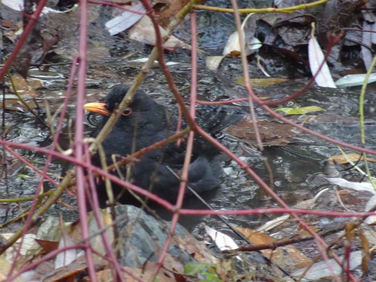 Eurasian Blackbird - ML646646650