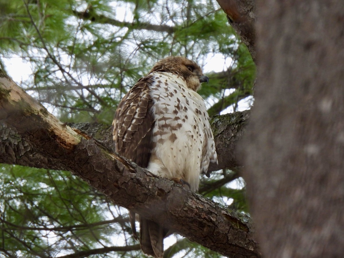 アカオノスリ - ML646646651