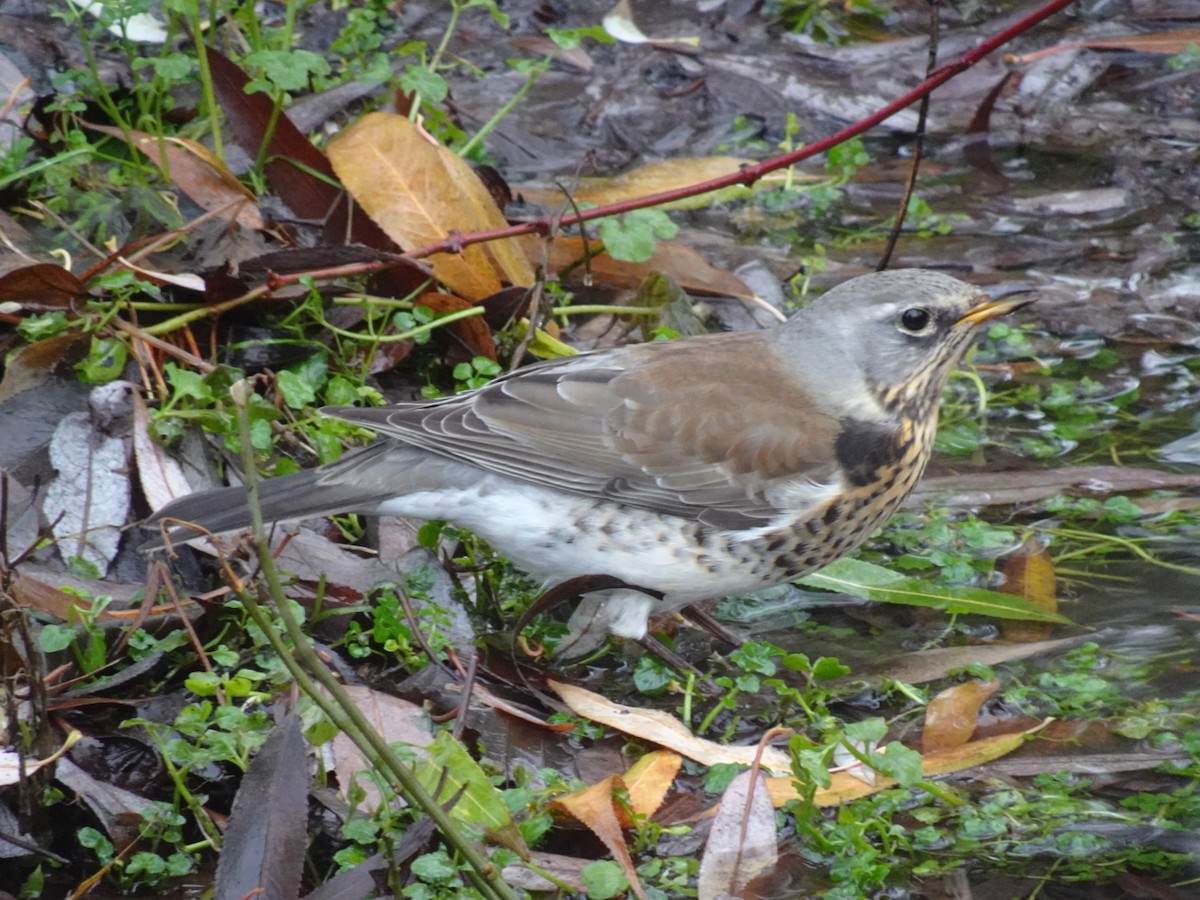 Fieldfare - ML646646657